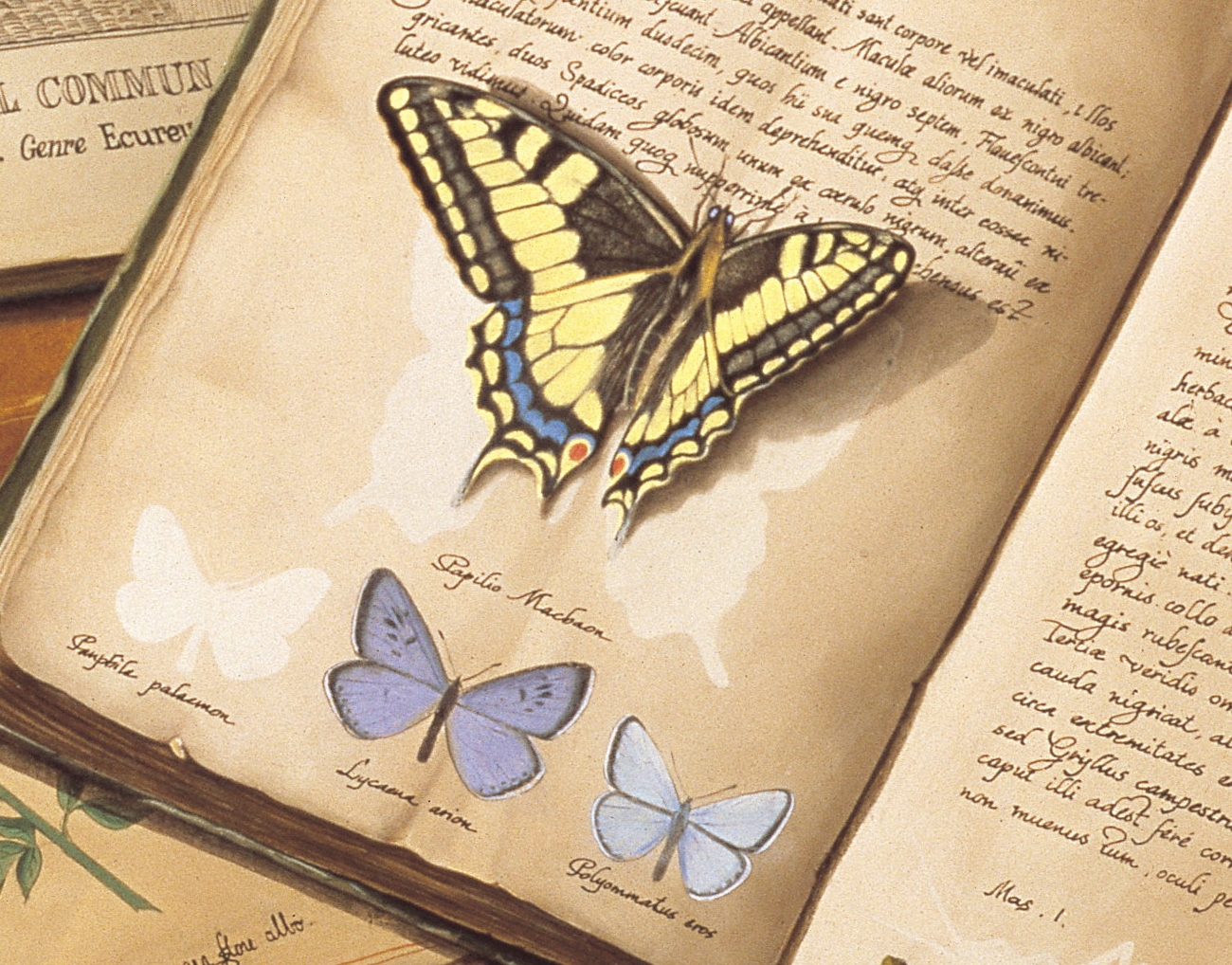 CANAT - Mutation (Détail 4)